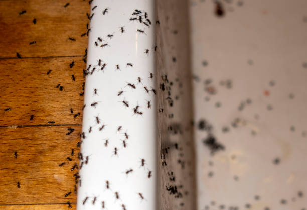 Pest Control Cost in Eggertsville, NY