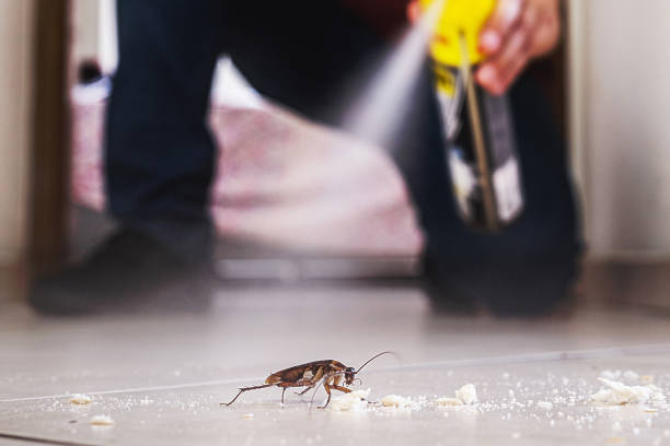 Best Cockroach Control Services  in Eggertsville, NY
